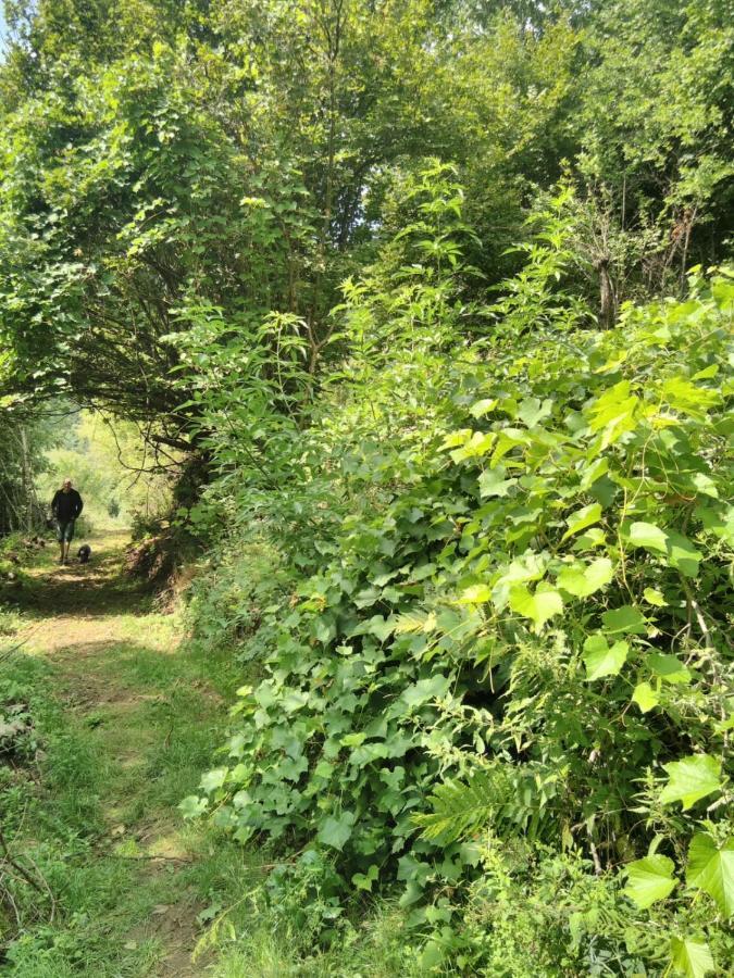 Grande Tente Tipi En Pleine Foret Burzet Εξωτερικό φωτογραφία