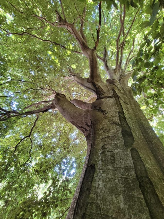 Grande Tente Tipi En Pleine Foret Burzet Εξωτερικό φωτογραφία